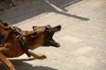 Mean Dog Mean Dog